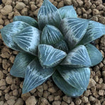 Haworthia 'White Peach' Other