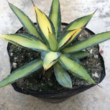 Haworthia 'Agave Burnt Burgundy'