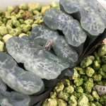 Haworthia Truncata 'Jade Glaze'
