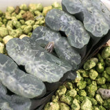 Haworthia Truncata 'Jade Glaze'