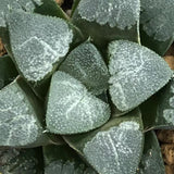 Haworthia Correcta 'White Monster God'