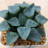 Haworthia Correcta  'Ready Stock'