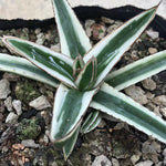 Haworthia 'Agave Victoria'