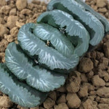 Haworthia Truncata 'Diamond'