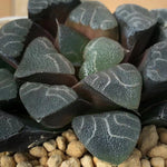 Haworthia Correcta 'Cobwebbing'