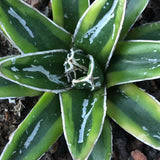 Haworthia Agave Victoriae-reginae 'Kizan'