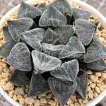 Haworthia Pygmaea 'Yukihime'