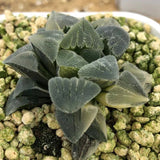 Haworthia Variegated  Pygmaea 'Crystallina' 實生