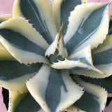 Haworthia Agave Potatorum 'Kichiokan'