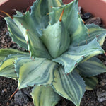 Haworthia 'Agave Potatorum variegated'