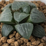 Haworthia Correcta 'Borax'