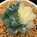 Haworthia Cooperi Variegated 'Marin'