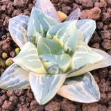 Haworthia Variegated 'Mutica'