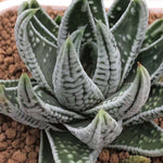 Haworthia Hard Leaf 'Kotei' 'Emperor'