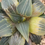 Haworthia Variegated 'Great white Shark'