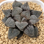 Haworthia 'Angel' Big Size Other