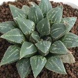 Haworthia Wimii Hell Envoy