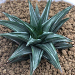 Haworthia Variegated Subgenus Hexanngularis 'Maboroshi-no-Tou'