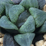 Haworthia 'Mangekyo' Other