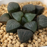 Haworthia Correcta 'Heart'