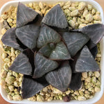 Haworthia Correcta