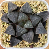 Haworthia Correcta