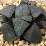 Haworthia Correcta 'Blue bird'