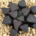 Haworthia Correcta  'Cupid'