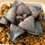 Haworthia Splendens 'Taj Mahal'