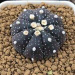 Haworthia Echinopsis tubiflora Other