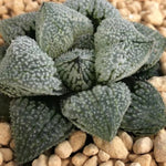 Haworthia 'Angel' Other