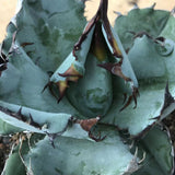 Haworthia Agave Titanota Blue Whale