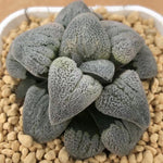 Haworthia Pygmaea 'Hakugin Testudou'