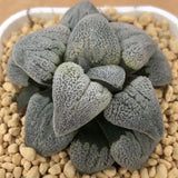 Haworthia Pygmaea 'Hakugin Testudou'