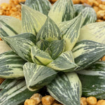 Haworthia Indulged Butterfly variegated plant from seeds