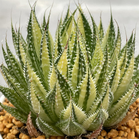 Aloe Aristata variegated