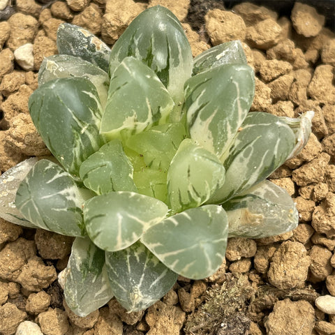 Haworthia Crystal Lamp Variegated