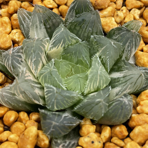 Haworthia Ice Soul variegated big size