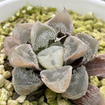 Haworthia Mutant 'Hakuteijyo' other