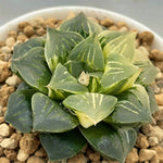 Haworthia Paradise Flower variegated big size