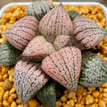 Haworthia Picta 'Red'