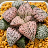 Haworthia Picta 'Red'