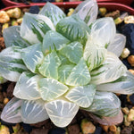 Haworthia Cooperi Variegated 'Hirose'