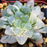 Haworthia Cooperi Variegated 'Hirose'