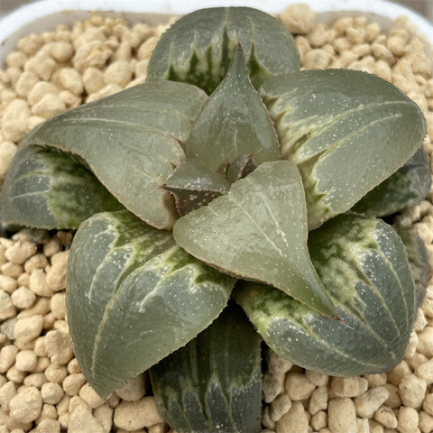 Haworthia Badia ‘Bisyamonten’