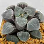 Haworthia Pygmaea 'Crystallina'