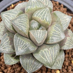 Haworthia Splendens