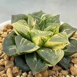 Haworthia Paradise Flower variegated big size
