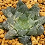 Haworthia Ice Soul variegated big size
