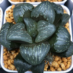 Haworthia Silver Mutica Other